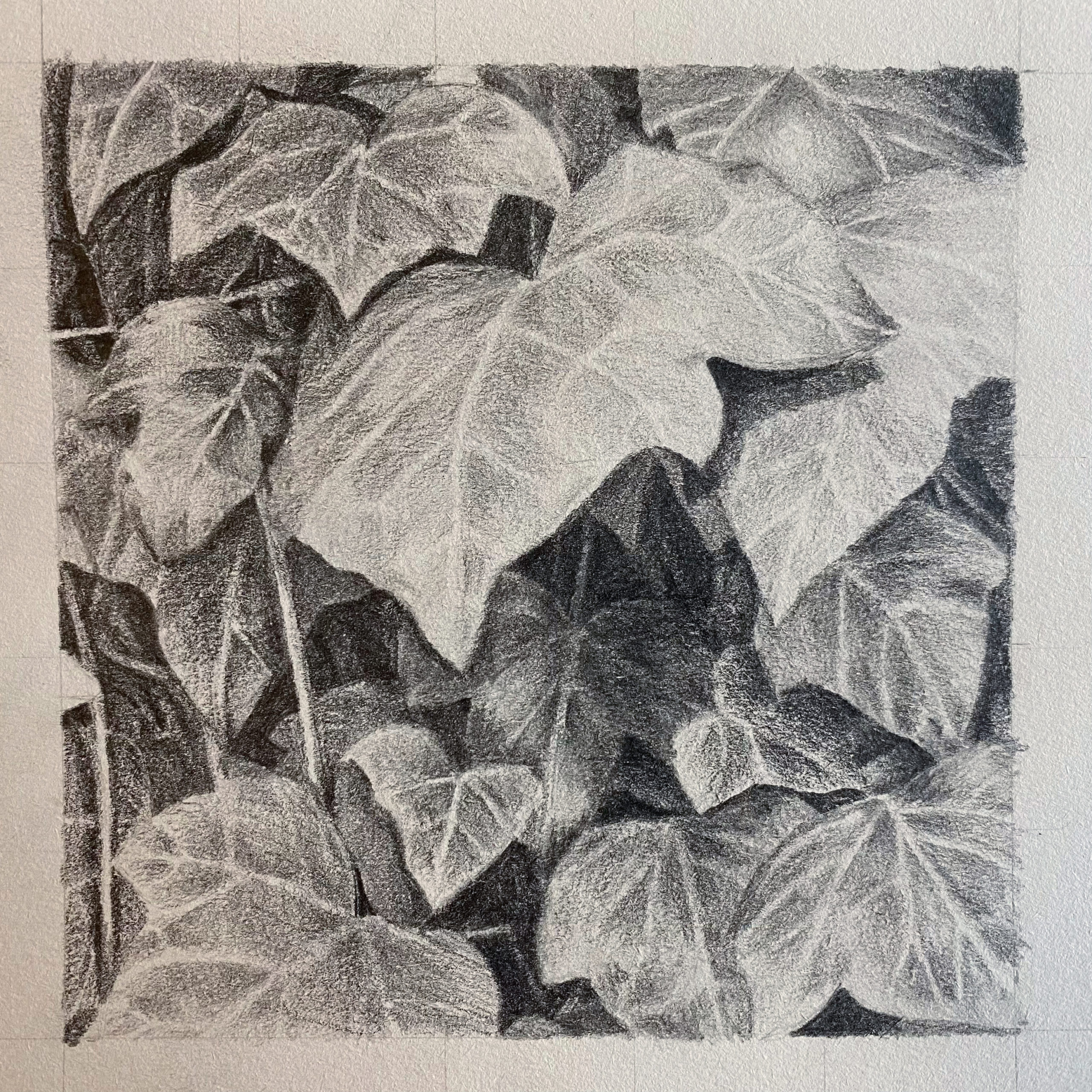 layered leaves graphite drawing, Leigh Ann Torres